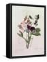 Sweet Peas (Lathyrus Odoratur) from 'Choix Des Plus Belles Fleurs', 1827-33-Pierre-Joseph Redouté-Framed Stretched Canvas