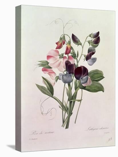 Sweet Peas (Lathyrus Odoratur) from 'Choix Des Plus Belles Fleurs', 1827-33-Pierre-Joseph Redouté-Stretched Canvas