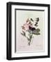 Sweet Peas (Lathyrus Odoratur) from 'Choix Des Plus Belles Fleurs', 1827-33-Pierre-Joseph Redouté-Framed Giclee Print