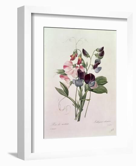 Sweet Peas (Lathyrus Odoratur) from 'Choix Des Plus Belles Fleurs', 1827-33-Pierre-Joseph Redouté-Framed Giclee Print