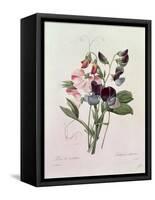 Sweet Peas (Lathyrus Odoratur) from 'Choix Des Plus Belles Fleurs', 1827-33-Pierre-Joseph Redouté-Framed Stretched Canvas