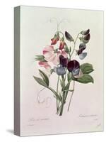 Sweet Peas (Lathyrus Odoratur) from 'Choix Des Plus Belles Fleurs', 1827-33-Pierre-Joseph Redouté-Stretched Canvas