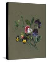 Sweet Peas (Quitro) and Violas, 1830 (W/C and Bodycolour on Paper with a Prepared Ground)-Louise D'Orleans-Stretched Canvas