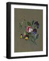 Sweet Peas (Quitro) and Violas, 1830 (W/C and Bodycolour on Paper with a Prepared Ground)-Louise D'Orleans-Framed Giclee Print