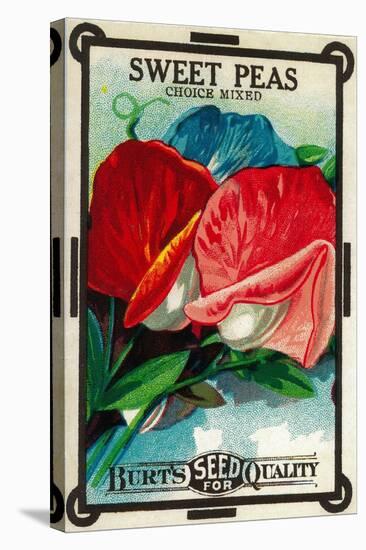 Sweet Peas Seed Packet-Lantern Press-Stretched Canvas