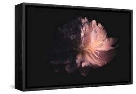 Sweet Peony-Philippe Sainte-Laudy-Framed Stretched Canvas