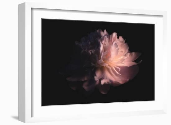 Sweet Peony-Philippe Sainte-Laudy-Framed Photographic Print