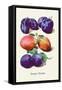 Sweet Plums-null-Framed Stretched Canvas