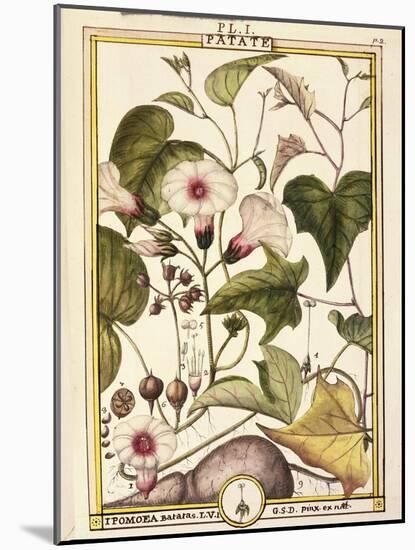 Sweet Potato (Ipomea Batatas), 1789-Delahaye-Mounted Giclee Print