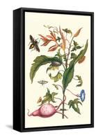 Sweet Potato with Melonworm and Giant Big-Legged Bug-Maria Sibylla Merian-Framed Stretched Canvas