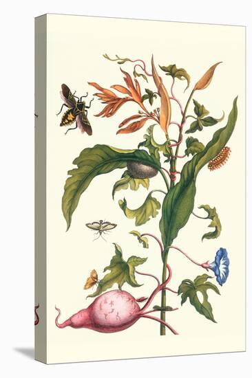 Sweet Potato with Melonworm and Giant Big-Legged Bug-Maria Sibylla Merian-Stretched Canvas