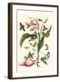 Sweet Potato with Melonworm and Giant Big-Legged Bug-Maria Sibylla Merian-Framed Art Print