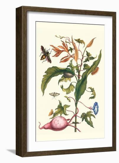 Sweet Potato with Melonworm and Giant Big-Legged Bug-Maria Sibylla Merian-Framed Art Print