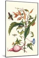 Sweet Potato with Melonworm and Giant Big-Legged Bug-Maria Sibylla Merian-Mounted Art Print