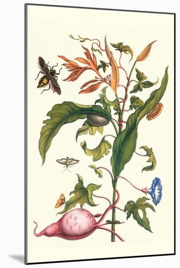 Sweet Potato with Melonworm and Giant Big-Legged Bug-Maria Sibylla Merian-Mounted Art Print