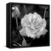 Sweet Rose I-Nicole Katano-Framed Stretched Canvas