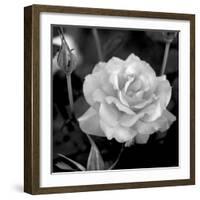 Sweet Rose I-Nicole Katano-Framed Photo