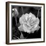 Sweet Rose I-Nicole Katano-Framed Photo