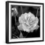 Sweet Rose I-Nicole Katano-Framed Photo