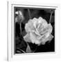 Sweet Rose I-Nicole Katano-Framed Photo