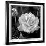 Sweet Rose I-Nicole Katano-Framed Photo