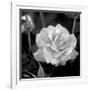 Sweet Rose I-Nicole Katano-Framed Photo