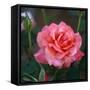 Sweet Rose I-Nicole Katano-Framed Stretched Canvas