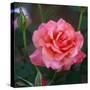 Sweet Rose I-Nicole Katano-Stretched Canvas