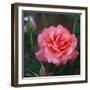 Sweet Rose I-Nicole Katano-Framed Photo