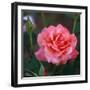 Sweet Rose I-Nicole Katano-Framed Photo