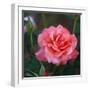 Sweet Rose I-Nicole Katano-Framed Photo