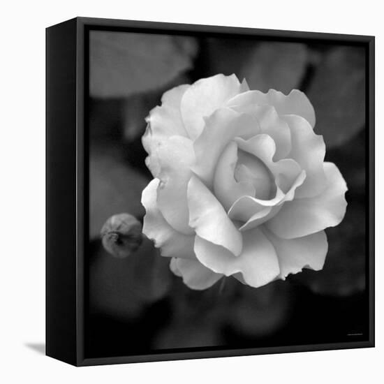 Sweet Rose II-Nicole Katano-Framed Stretched Canvas