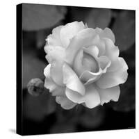 Sweet Rose II-Nicole Katano-Stretched Canvas