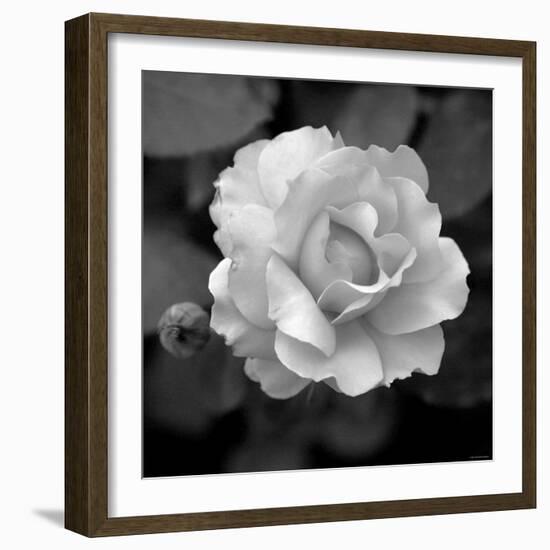 Sweet Rose II-Nicole Katano-Framed Photo