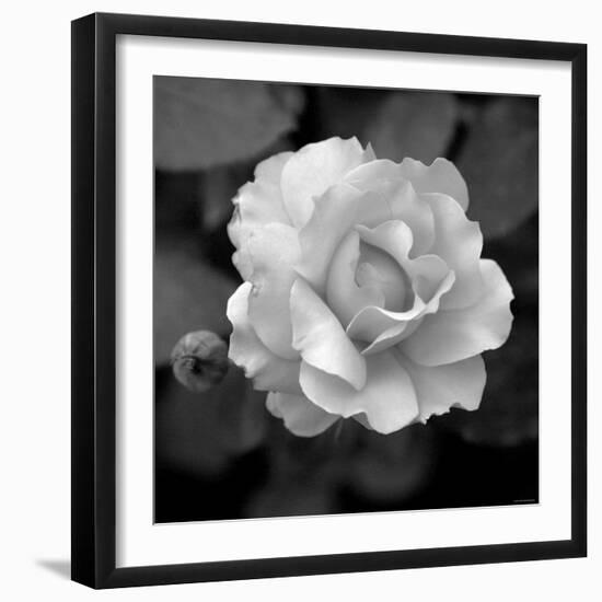 Sweet Rose II-Nicole Katano-Framed Photo