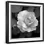 Sweet Rose II-Nicole Katano-Framed Photo