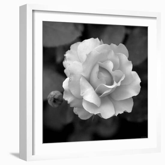 Sweet Rose II-Nicole Katano-Framed Photo