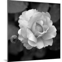 Sweet Rose II-Nicole Katano-Mounted Photo