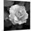 Sweet Rose II-Nicole Katano-Mounted Photo