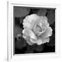 Sweet Rose II-Nicole Katano-Framed Photo