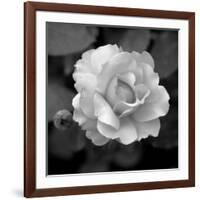 Sweet Rose II-Nicole Katano-Framed Photo