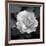 Sweet Rose II-Nicole Katano-Framed Photo