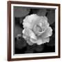 Sweet Rose II-Nicole Katano-Framed Photo