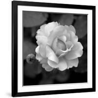 Sweet Rose II-Nicole Katano-Framed Photo