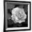 Sweet Rose II-Nicole Katano-Framed Photo