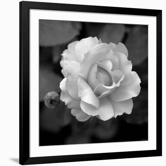 Sweet Rose II-Nicole Katano-Framed Photo