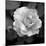 Sweet Rose II-Nicole Katano-Mounted Photo