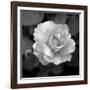 Sweet Rose II-Nicole Katano-Framed Giclee Print