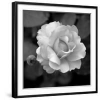 Sweet Rose II-Nicole Katano-Framed Giclee Print