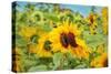 Sweet Sunflower Kiss-Carrie Ann Grippo-Pike-Stretched Canvas